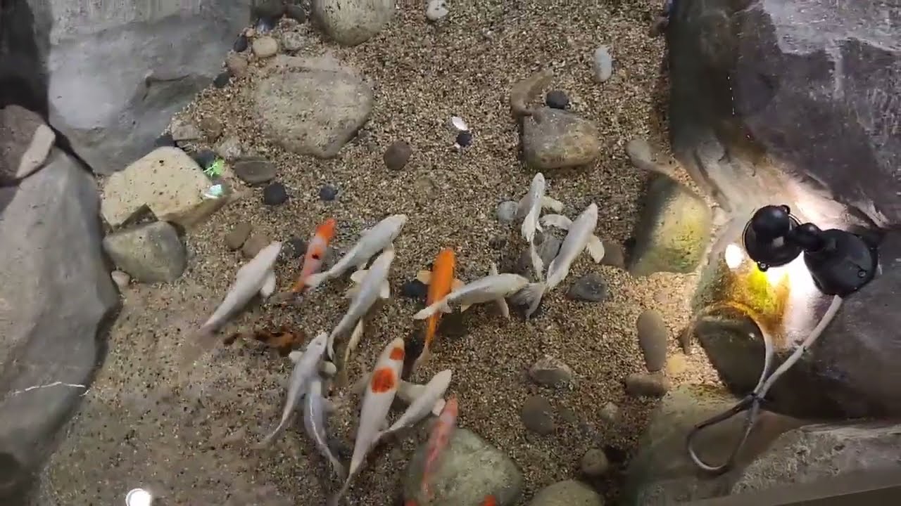 라몽드 메리그란운드