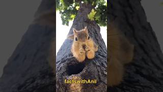 Ye Cute Squirrel Genius Hai 😳🐿️”