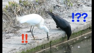 Ravens learn 〇〇  from little egrets?