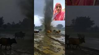 तेज आंधी में कूदती गायें 🐄 #shorts #viralshorts