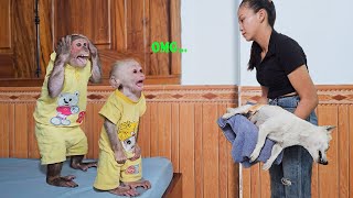 OMG  Monkey Su & Kuku panicked worried when see mom dog injured