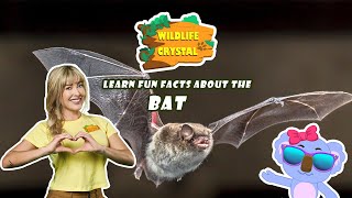 Bat Facts