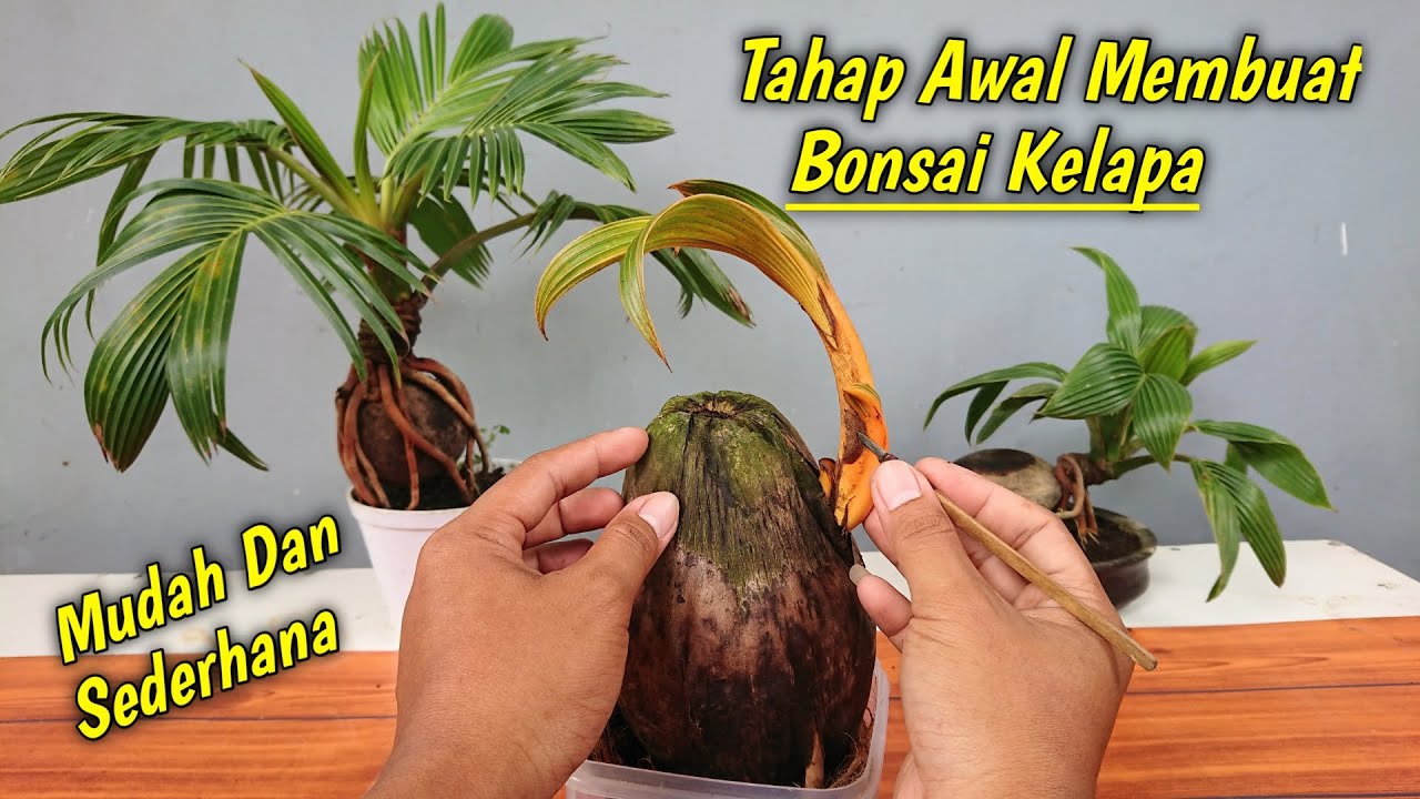 PROSES AWAL MEMBUAT BONSAI KELAPA UNTUK PEMULA — Transcript