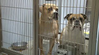 Stanislaus Animal Services Agency holding free adoption event