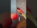 Check out more 👉redlo.co