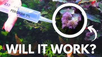 How to treat aggressive Black Beard Algae (BBA) On Bucephalandra