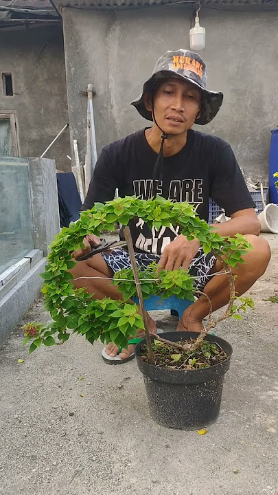 Pruning bonsai Bougenville. #pruning #bonsai #bougainvillea