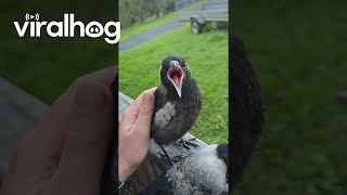 Introducing My Magpie Friends Ace and Maverick || ViralHog