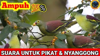 Suara burung Punai/Suara punai gunung/punai lenguak/Walik sutun/burung walik @dskicaumania6538