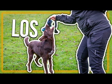 Video: Hoe Maak Je Een Hond Los?