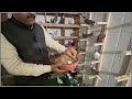 Pigeon breeding setup         dr nagender yadav