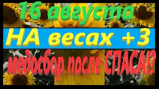 16 АВГУСТА + 3кг. Мед из подсолнуха. Сверх поздний подсолнух Ч3