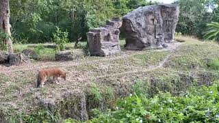 Dhole, Asian Wild Dog In Miami Zoo