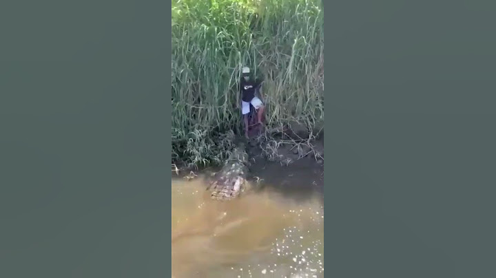 JACARÉ AÇU MONSTRO #jacaré #caiman #crocodile #natureza