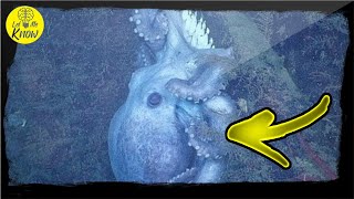 Scientists Spotted An Octopus ‘Guarding’ Something, And Then They Realized Why