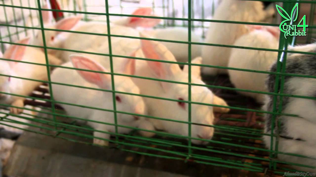 الشركة المتحدة للارانب UNI4Rabbit