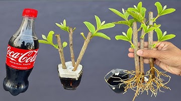 Grow Guava Tree From Cuttings In A Coco-cola | Coco-cola Experiment