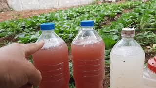 Ua Chiv Ywg Zaub Zoo Heev