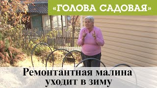 Голова садовая - Ремонтантная малина уходит в зиму