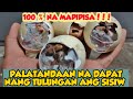 KAILAN DAPAT TULUNGAN ANG SISIW? | PALATANDAAN NA DAPAT NG TULUNGAN ANG SISIW SA LOOB NG ITLOG