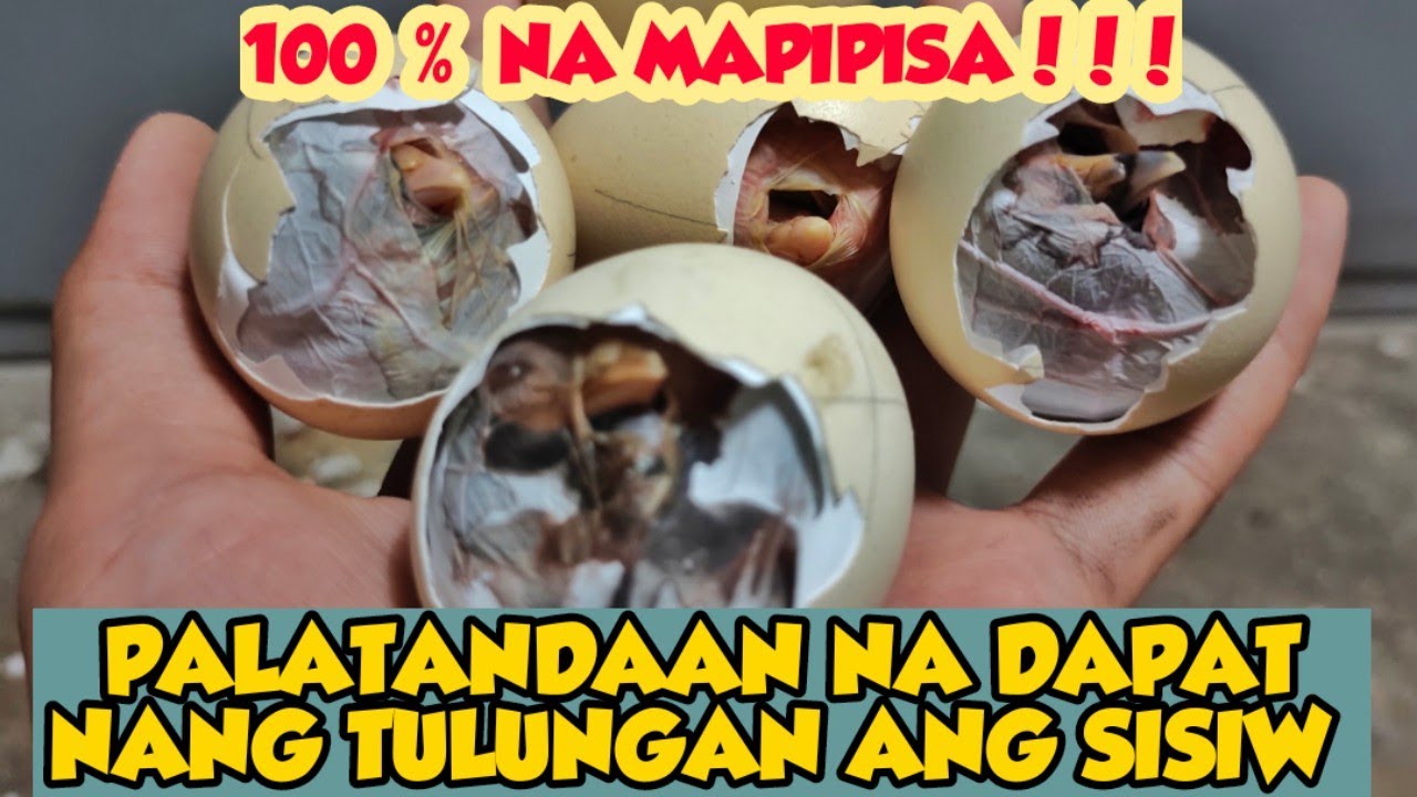 KAILAN DAPAT TULUNGAN ANG SISIW? | PALATANDAAN NA DAPAT NG TULUNGAN ANG SISIW SA LOOB NG ITLOG