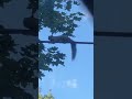 More Footage Of The Chillest Squirrel Relaxing On A Wire
