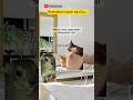 Masih punya ibu... #videokucing #kucing #ramadhan