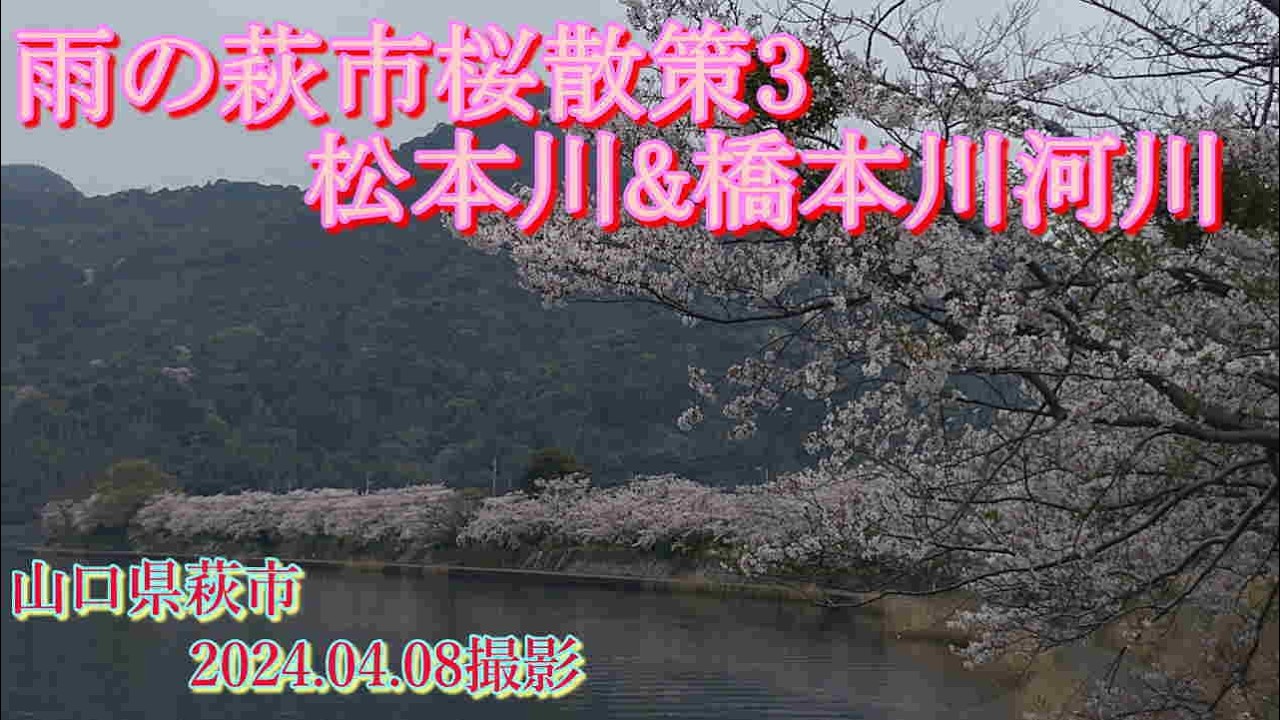 雨の萩市桜散策3　松本川&橋本川河川　2024.0408撮影