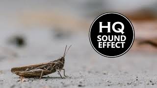 Cricket Sound Effect 1 Hour HQ (Download link included)