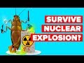How Can A Cockroach Survive A Nuclear Explosion?