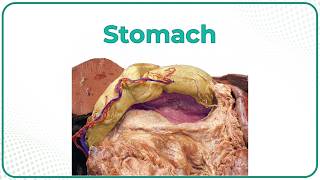 Cadaveric Gross Anatomy of the Stomach 🍤 Ultra High-Yield USMLE Anatomy