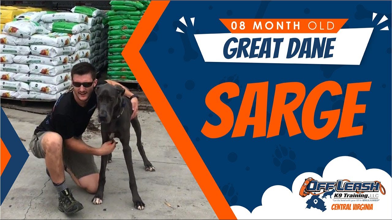 8 mo Great Dane (Sarge) Best Richmond Va Dog Trainers Off Leash K9