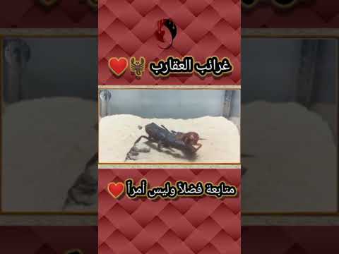 هجوم العقارب   حيوانات      عقرب عقارب
