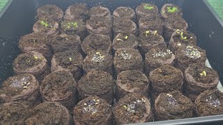 HOW TO: UPDATE ON SEEDING &amp; GROWTH IN BOTH SOIL and NUTRITOWER INDOOR HYDROPONIC SYSTEM seedlings.