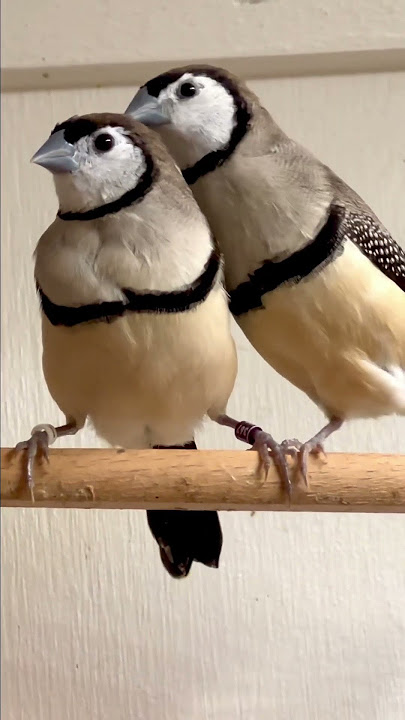 The Cute Owl Finch | Double Barred Finches | Aviary Birds | Bird Sounds #birds #bird #birdslover