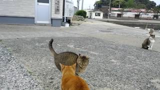 [猫島]馬島で防波堤に座ってたら遠くからも猫が寄って来た。そして来てしまったばっかりにケンカに遭う
