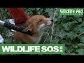 Wildlife SOS Online - Special Episode