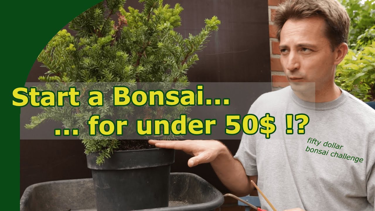 Бонсай по доступной цене! Начните выращивать бонсай за 50 долларов || #BonsaiChallenge