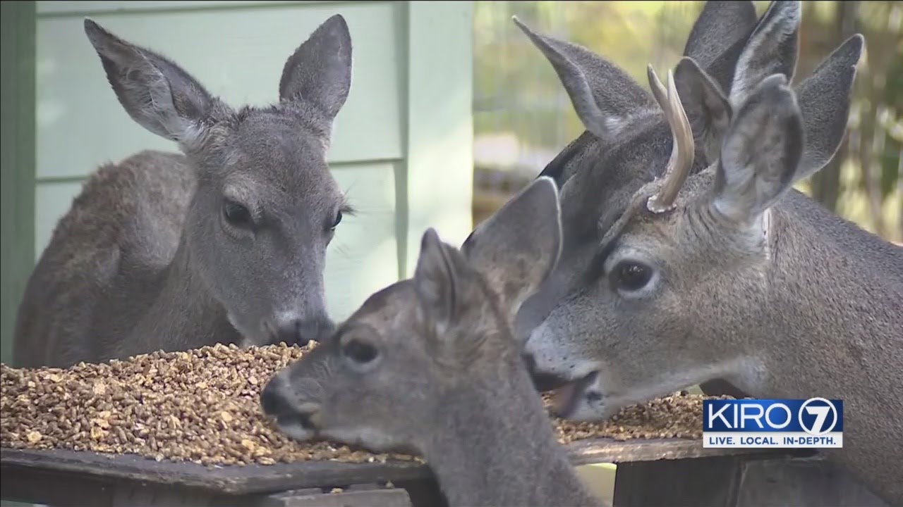 Video Viral Video Of Woman Feeding Deer Catches Wdfw S Attention Youtube