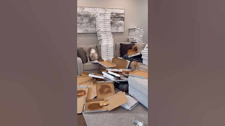 My dogs stole 1000 pizzas!