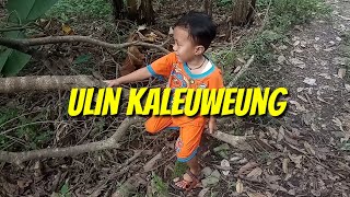 ulin kaleuweung || neangkeun rengit.