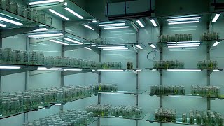 Tissue Culture Lab \/tissue culture lab complete tutorial