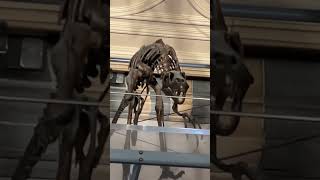 Dromaeosaurs At The Natural History Museum