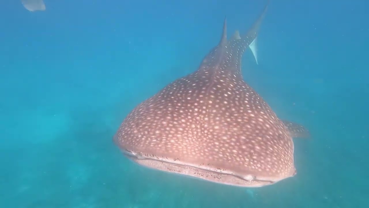 28 Gennaio 2026   Squalo Balena