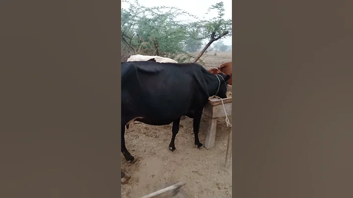 Kohi Ваговози.Жеребець на Паpoвку.Привезли лошицю з Бачача.KohI Tepнопільщин