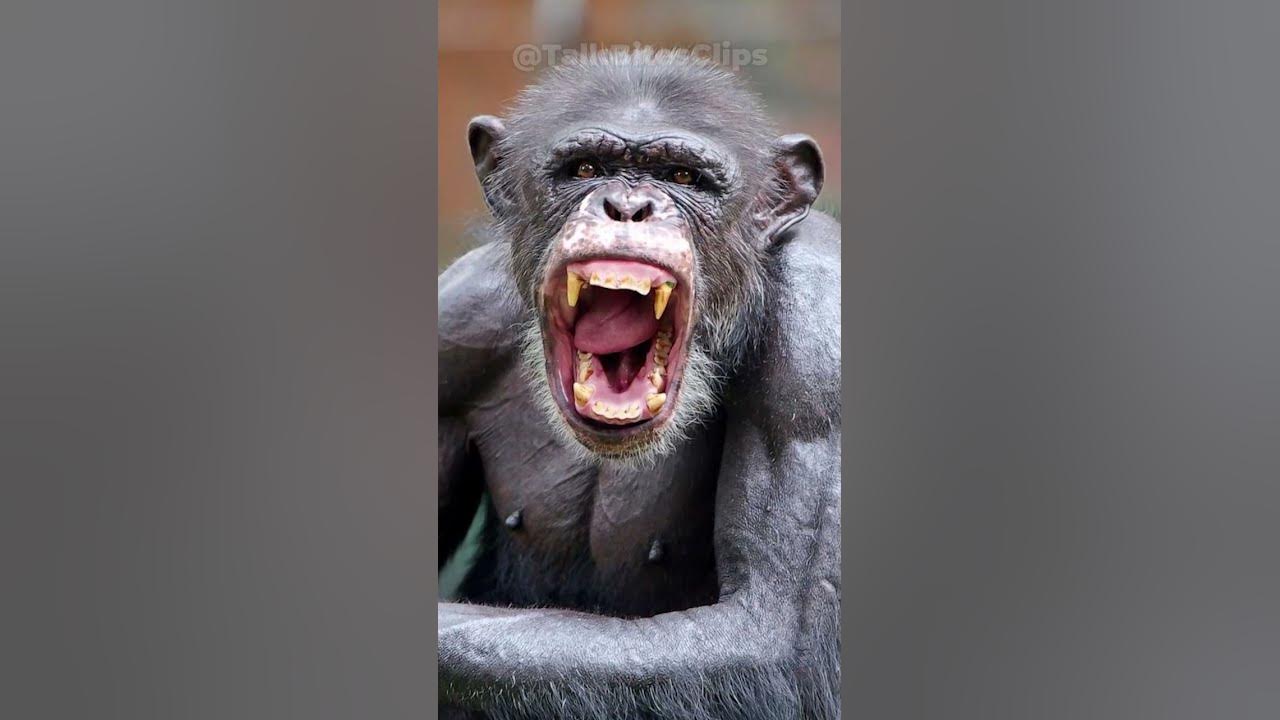 CHIMPS Launch VICIOUS Attack on Innocent Man Over a BIRTHDAY CAKE! 🐒🎂😱