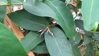 Wax Apple/Jambu (Syzygium samarangense) var. Green diamond & Black diamond - update