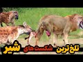 نبرد شیرها با خطرناک ترین حیوانات وحشی نبردهای سرنوشت ساز 