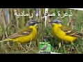 صوت الذعرة الصفراء رمادية الرأس Song Call Western Yellow Wagtail صوت الذعرة الصفراء رمادية الرأس Song Call Western Yellow Wagtail