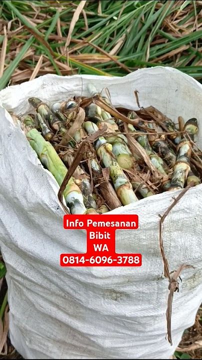 Bibit Rumput Odot Super 1 karung isi 500 batang #odotsuper #rumput #bankpakan